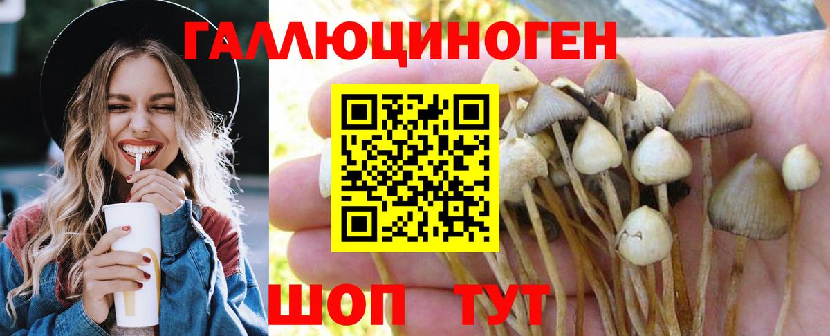 Галлюциногенные грибы Psilocybine cubensis Железногорск